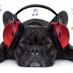 artist image Deep Sleep Music Collective Soft Music for Sleeping and Relaxing Piano Dog Music: Calm and Soothing Music for Dogs and Pet Relaxation