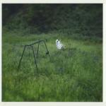 album image The Gold (Phoebe Bridgers Version) The Gold - Single