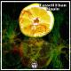 Rassell Khan - Sippin  (Original Mix)