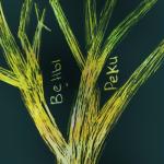 album image Вены-реки Вены-реки - Single