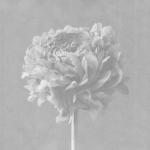 album image To the Light (Bonus Track) To the Light - Single