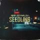 Arif Zeynalov - Seedling