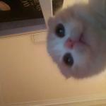 album image Dancing Cats - Go Kitty Go! +