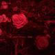fraunhofer diffraction - hearts
